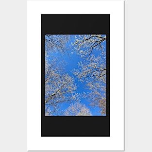 Trees Blooming In Spring Posters and Art